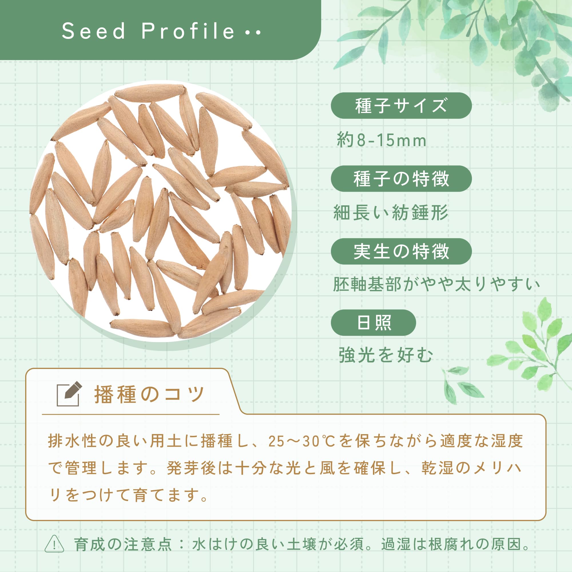 Amazon.co.jp: SEEDSTOCK アデニウム アラビカム YLB Adenium arabicum